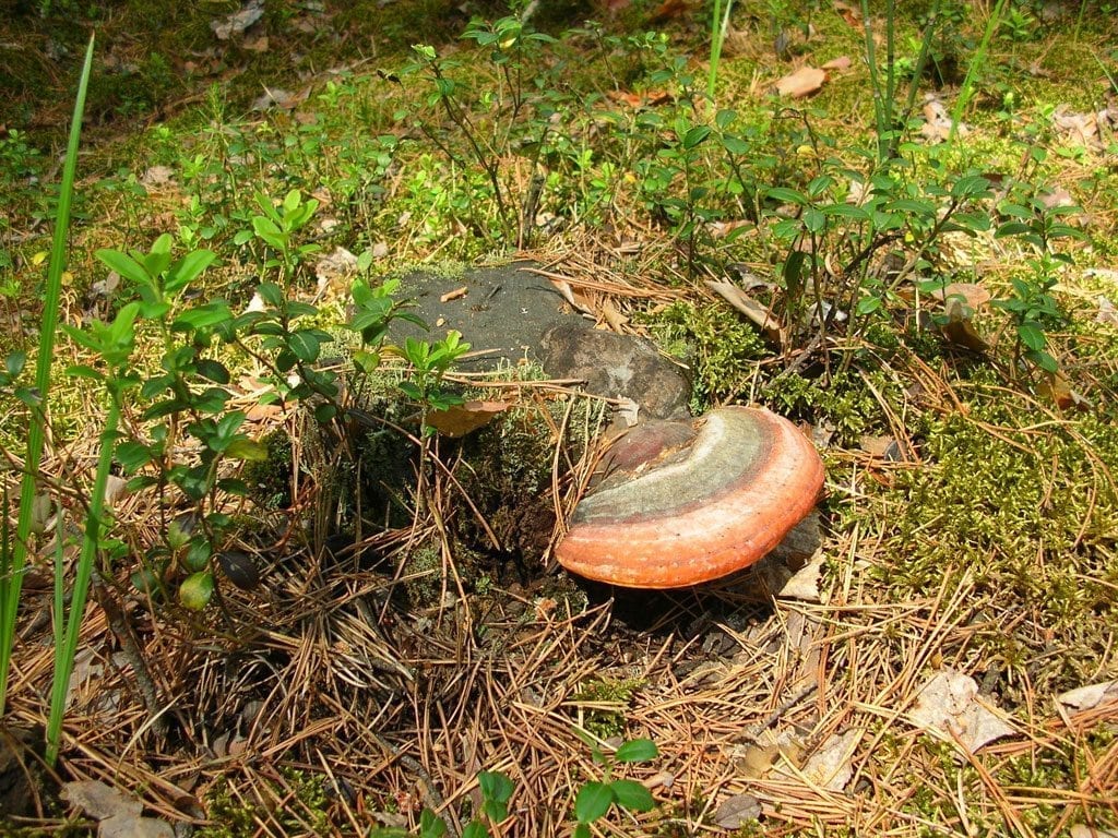 2в. Трутовик окаймлённый, или сосновый Fomitopsis pinicola на пне. Барнаульский ленточный бор (фото Д.Кузьмина на сайте grib22.ru)