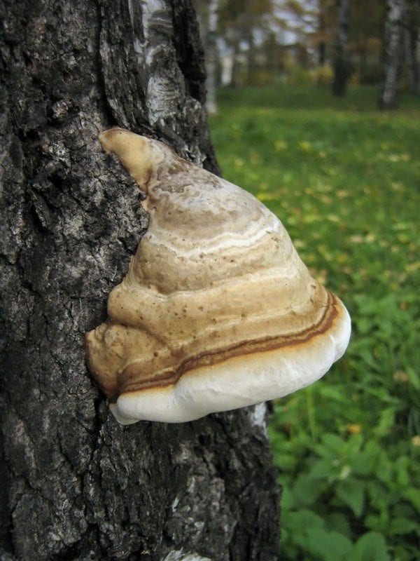 1. Трутовик настоящий = Fomes fomentarius. Этому грибу идёт пятый год (фото с сайта czl22.ru)