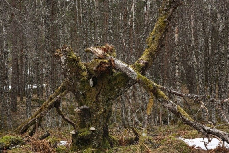 10г. На древней, давно умершей берёзе в смешанном лесу. Великобритания (фото Alan W. Featherstone в личном блоге alansblog.org.uk)
