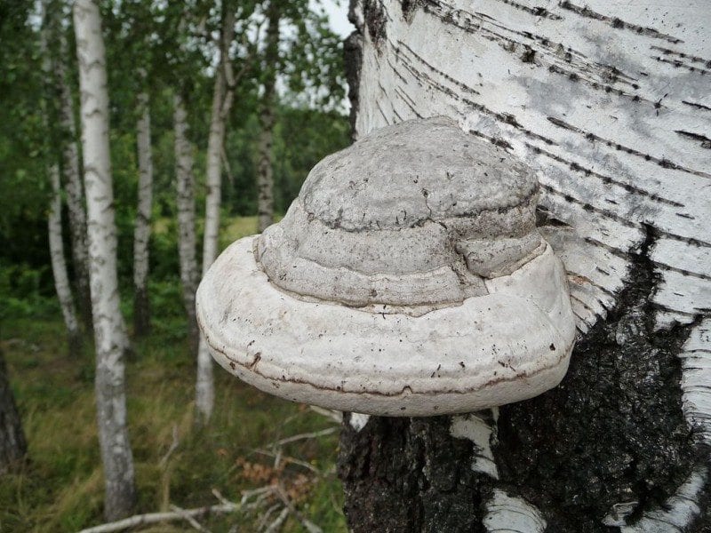11. Fomes fomentarius на живой березе в березняке. Украина, 22 августа 2009. Непривычный белый цвет шляпки гриба обусловлен, вероятно, именно тем, что гриб поселился на здоровом живом дереве – гриб окрасился бетулином, придающим белый цвет берёзовой коре (фото Г.Чернилевского на Википедии)