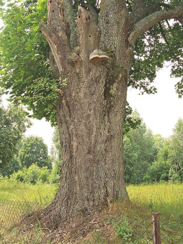 11д. Большущий гриб на огромном клёне. Великобритания (фото на commons.wikimedia.org)