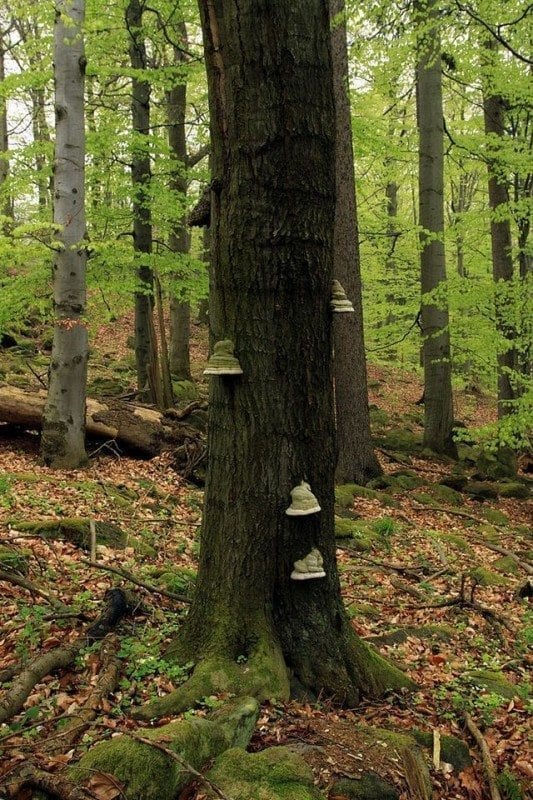 11в. На дубе в дубово-буковом лесу в заповеднике Skocicky hrad, Чехия (фото Tereza Tejklová на сайте Wikimedia.org)
