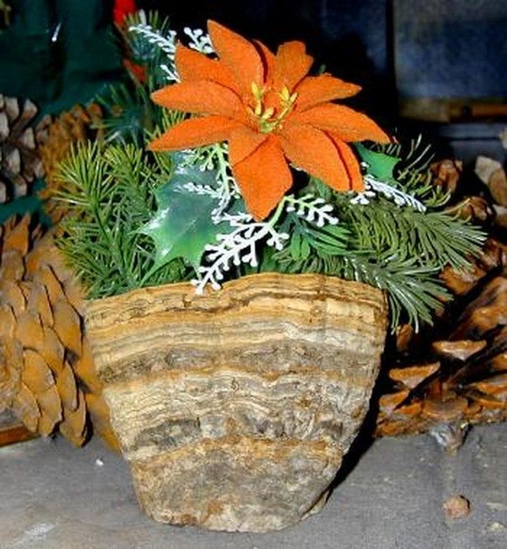 18а. Декоративный вазон для сухоцветных композиций (фото с сайта botit.botany.wisc.edu)