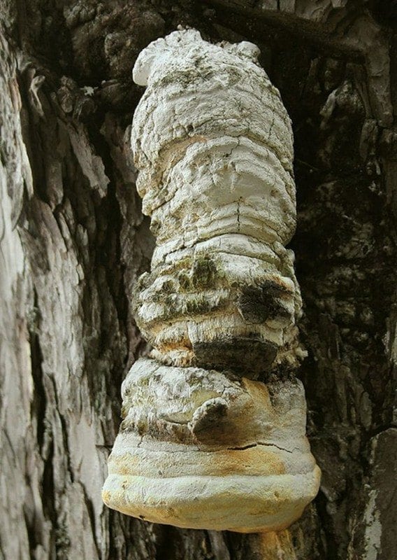 19б. Вот это – наиболее часто встречаемый морфотип лиственничной губки (фото Vladimir Kunca на сайте nahuby.sk)