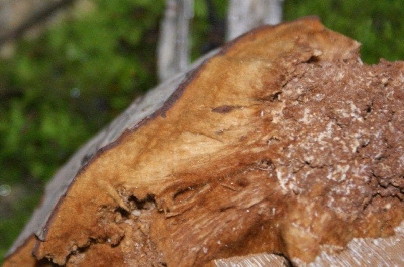 2б. На этом снимке хорошо видно, как в песчанисто-зернистом ядре (справа) белые грибные гифы (нити) пронизывают остатки древесины. В центре кадра – рыжевато-коричневый губчатый слой (фото с сайта naturalist.fr)