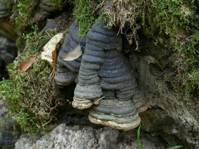 3а. Эти грибные "сталактиты" растут уже 15-20 лет (фото Владимира Капитонова на сайте mycoweb.narod.ru)