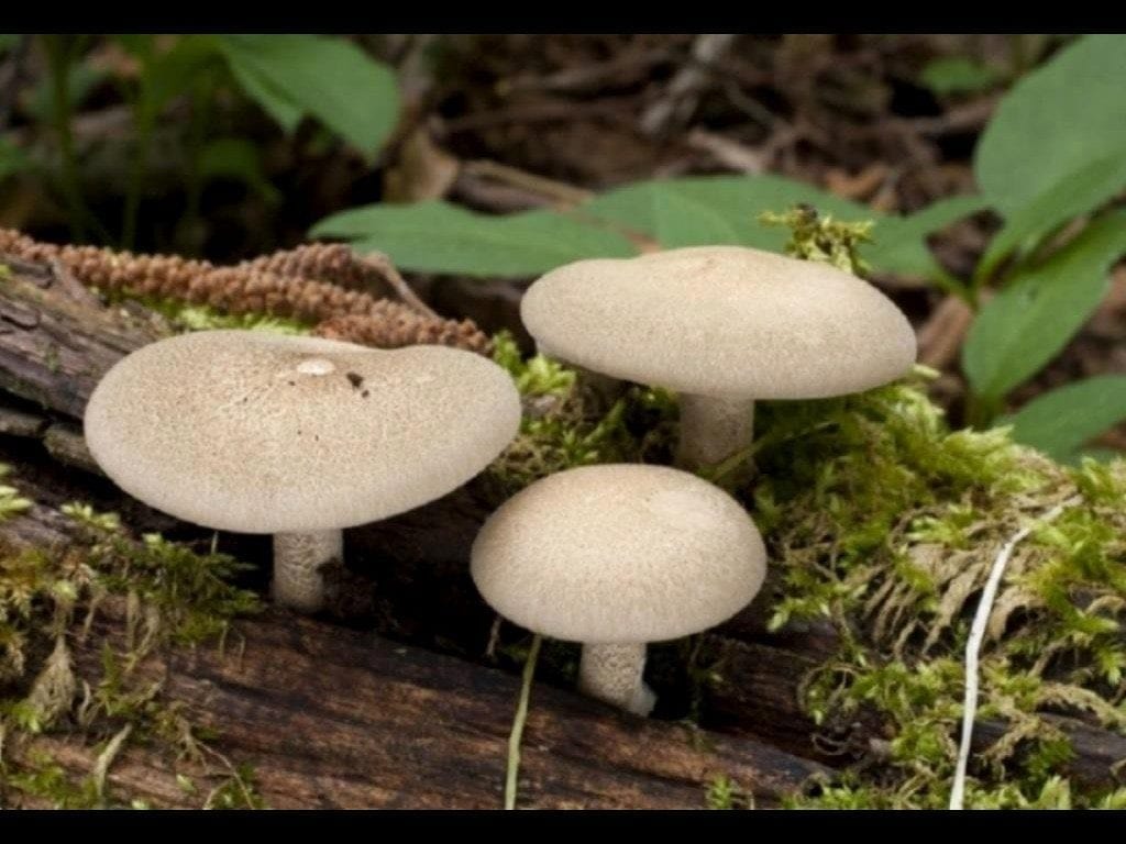 1. Съедобный, но мелковатый шляпочный трутовик Polyporus ciliatus (трутовик реснитчатый, или майский) на валежном стволе черёмухи. Чехия, 29 апреля 2014. Фото Lucie Zíbarová на чешском сайте mykologie.net