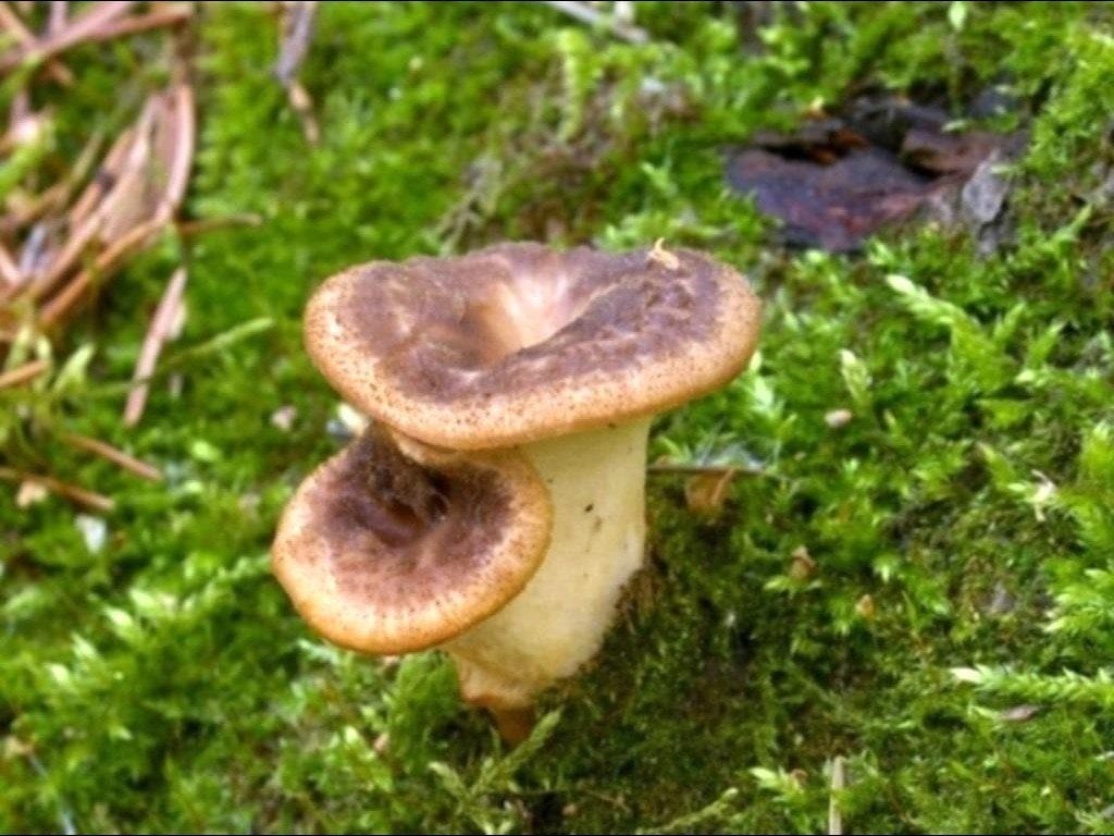 1а. Трутовик клубненосный Polyporus tuberaster бывает похож на какую-нибудь сыроежку, но у последней гименофор пластинчатый, а у полипорусов – трубчатый. Москва. Фото Игоря Лебединского на авторском сайте «Грибы средней полосы» toadstool.ru