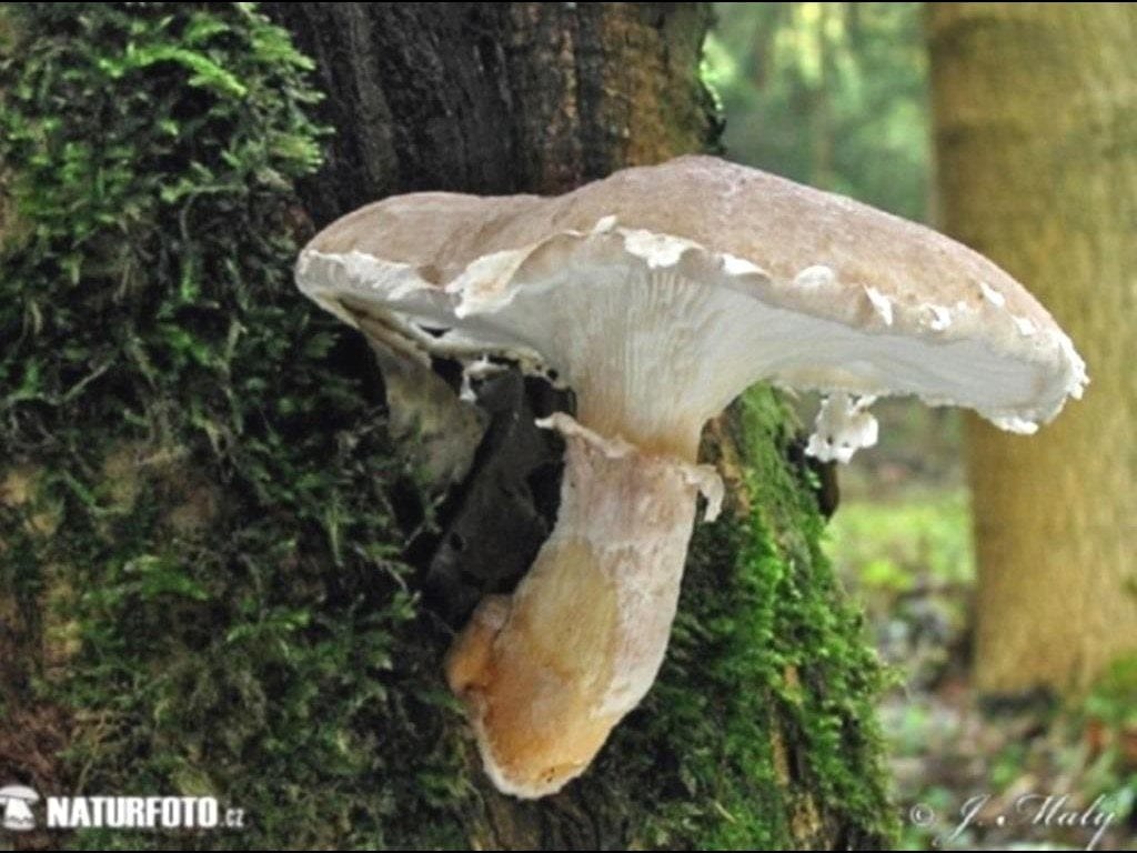 2. Вешенка дубовая Pleurotus dryinus с почти центральной ножкой = шляпочный трутовик, но весьма мягкий и удобоваримый. Чехия, 28 октября 2006. Фото Jaroslav Maly на чешском сайте naturephoto-cz.com