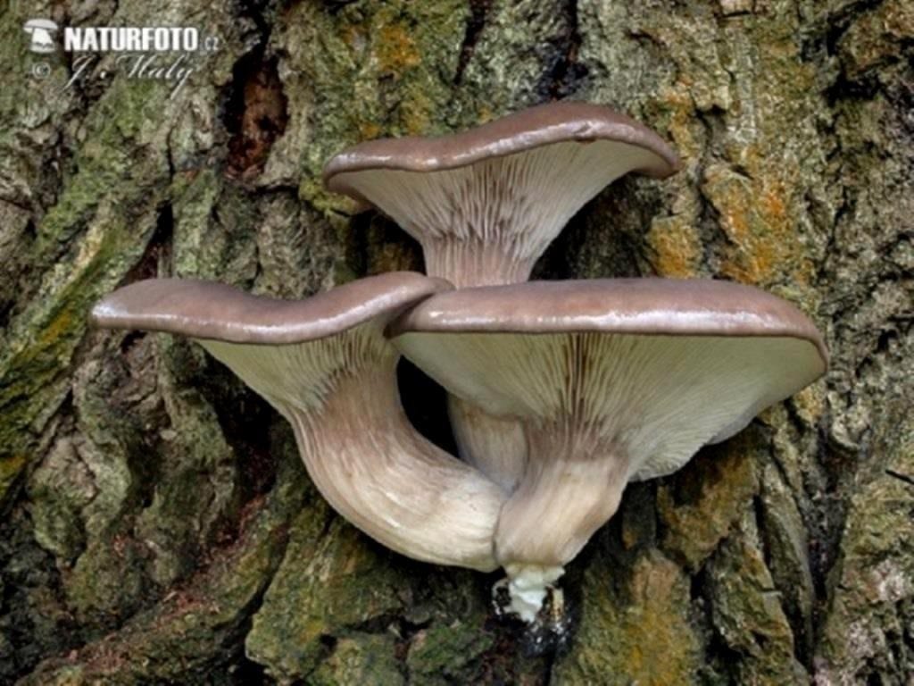 2а. Вешенка обыкновенная, или устричная Pleurotus ostreatus давно введена в культуру и заняла ведущие позиции на рынке грибных продуктов. Здесь она растёт в диком состоянии на осокоре (чёрном тополе). Чехия, 22 ноября 2009. Фото Jaroslav Maly на сайте naturephoto-cz.com