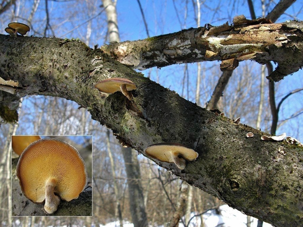 3б. Трутовик зимний Polyporus brumalis на буреломной берёзе. Новгородская область РФ, 23 марта 2009. Фото Салавата Арсланова на сайте ГКО mycoweb-stv.ru