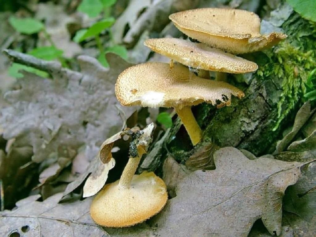 3е. Семейка трутовика клубненосного Polyporus tuberaster на погружённой в лесную подстилку дубовой ветке. Мытищи, Подмосковье, 14 июня 2004. Фото Юрия Семёнова на сайте ГКО mycoweb.narod.ru