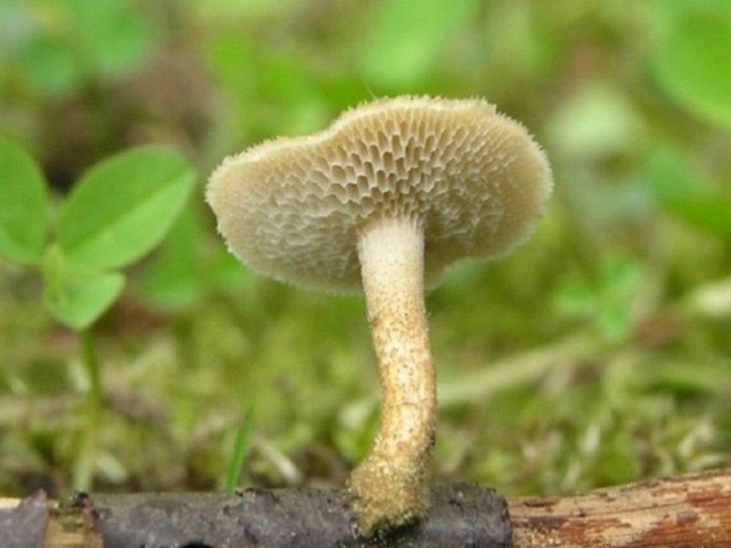 3б. Трутовик ямчатый Polyporus arcularius на дубовом веточном отпаде. České Budějovice, Чехия, 2 июня 2012. Фото Lucie Zíbarová на чешском сайте mykologie.net