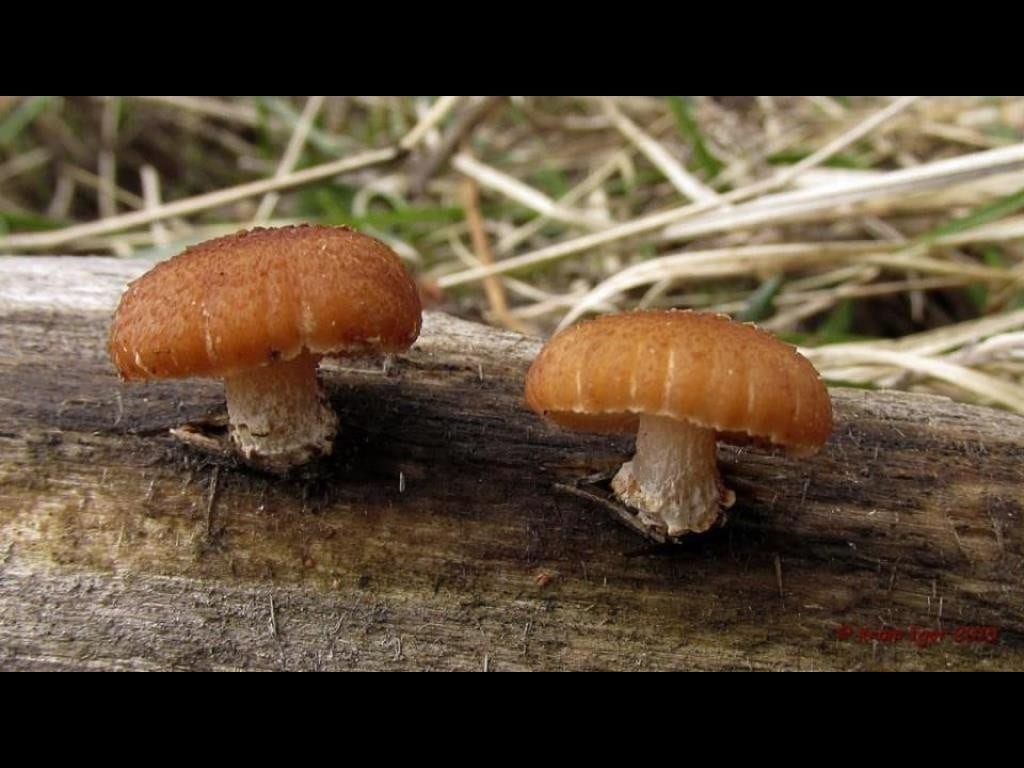 3в. Гелиоцибе бороздчатый Heliocybe sulcata на валежном бревне. Не ядовитый, но малосъедобный из-за чрезвычайной жёсткости пластинчатый шляпочный трутовик из семейства полипоровых. Красноярский край РФ, 1 мая 2015. Фото Игоря Крома на портале ГКО mycoweb.ru