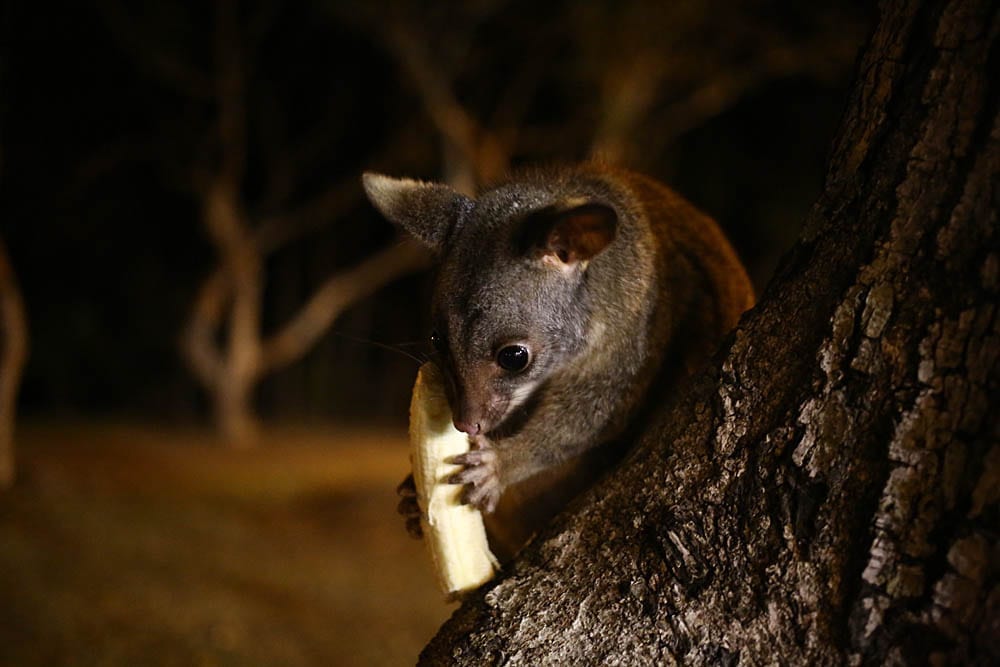 Это поссум (в данном случае самка с сумкой, на вид как чирикающая кошка). Почти вся жизнь в Австралии ночная, потому что днём сверху кружат хищные птицы.