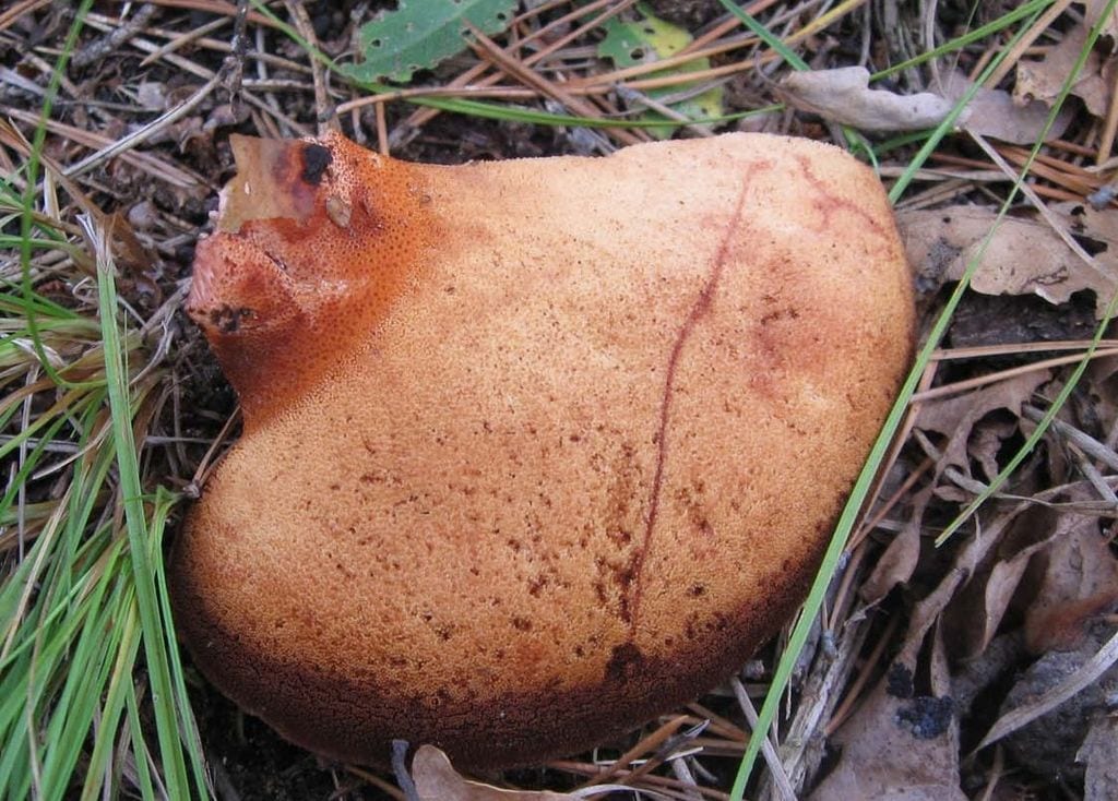 11б. Гименофор старого гриба коричневеет (фото О.Селиверстова на сайте mycoweb.ru)
