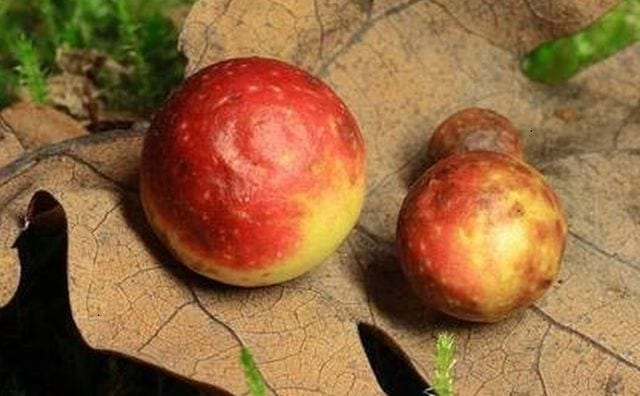 11б. Райские дубовые яблочки в дубняке зелёномошном