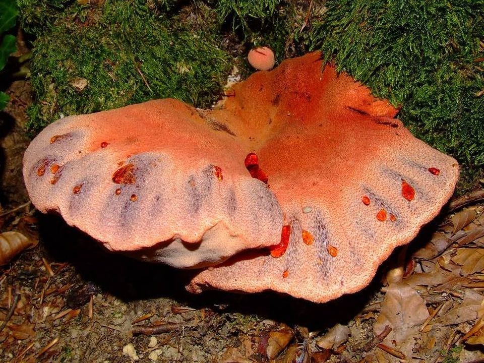 11д. Кровавая роса на поверхности молодого гриба - следствие выпотевания излишней жидкости = гуттации