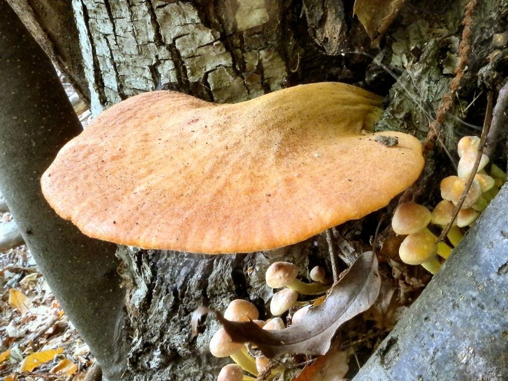 3. Молодое вполне сформировавшееся веерообразное плодовое тело. Юг Канады, октябрь 2009 (фото с сайта mushroomersclub.blogspot.com)