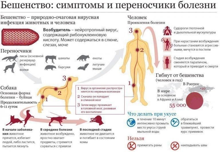 Профилактика бешенства приказ