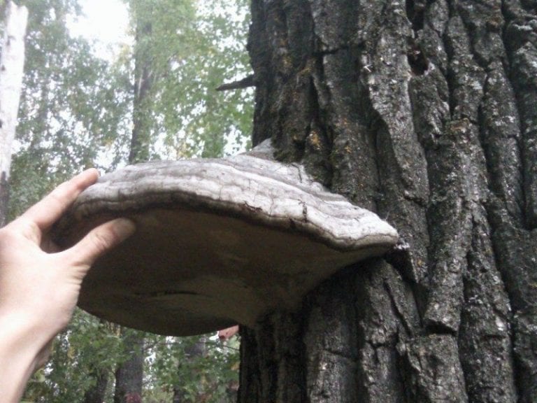 Пропитание в лесу: Древесные грибы трутовики