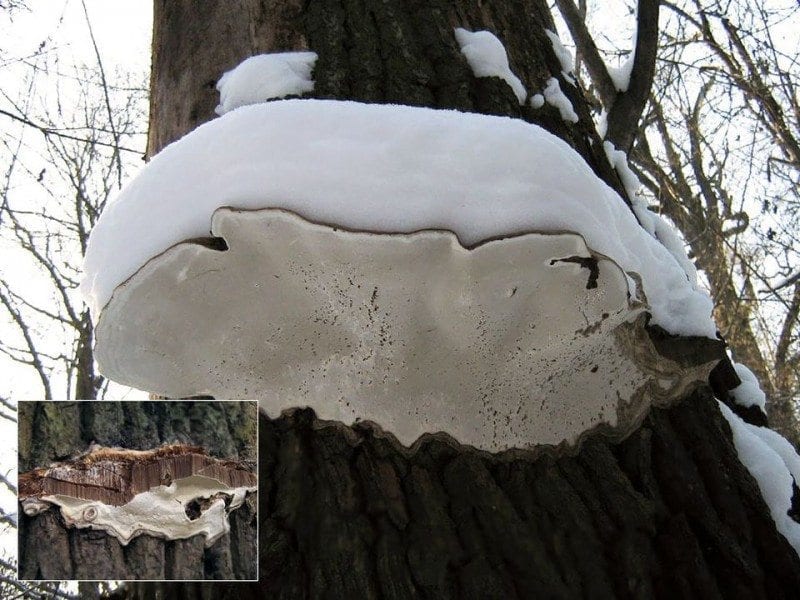 22б. Ganoderma applanatum на живом дубе зимой. Москва (фото Татьяны Светловой на сайте mycoweb-stv.ru)