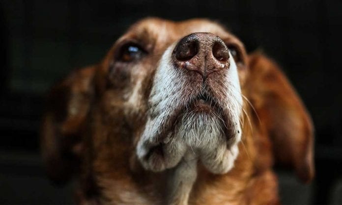 28 сентября - Всемирный день по борьбе с бешенством (World Rabies Day) - Last Day Club