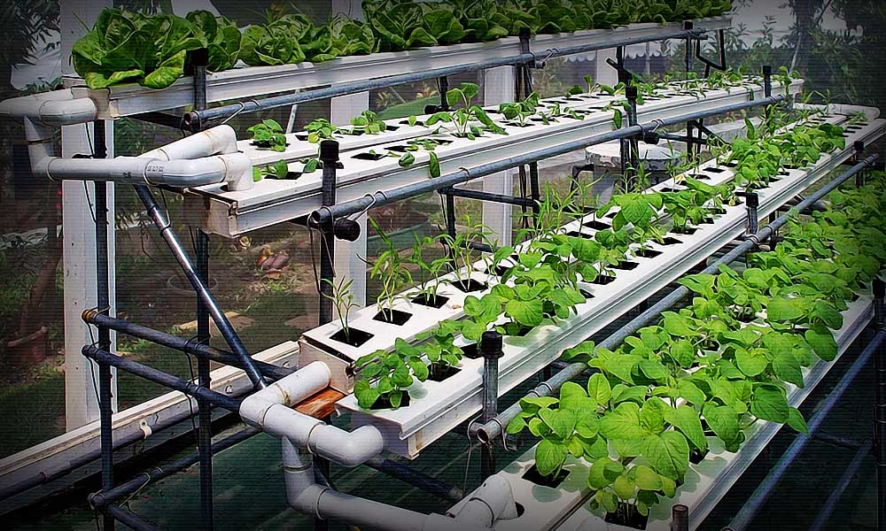 система выращивания зелени