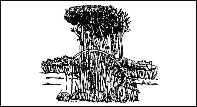 Рисунок 6-3. Добыча воды из свежего бамбука