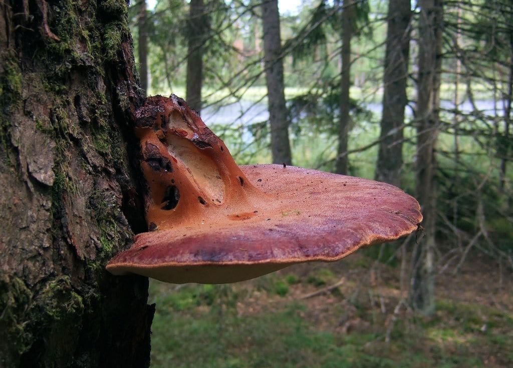 13а. Фистулина на дубе в смешаном лесу. У этого экземпляра ножка оказалась сверху. Южная Швеция (фото с сайта stridvall.se)