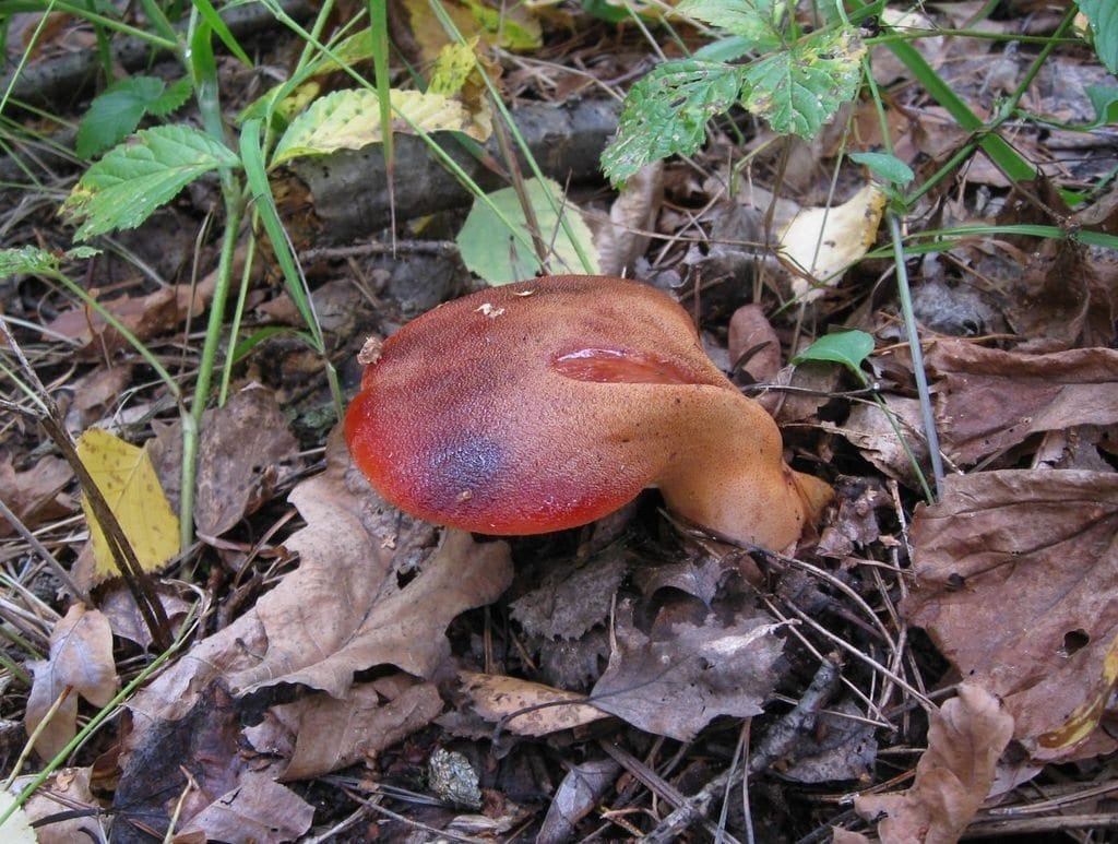 14д. Этот грибок растёт как бы из земли, но на самом деле из корня дуба (фото О.Селиверстова на сайте mycoweb.ru)