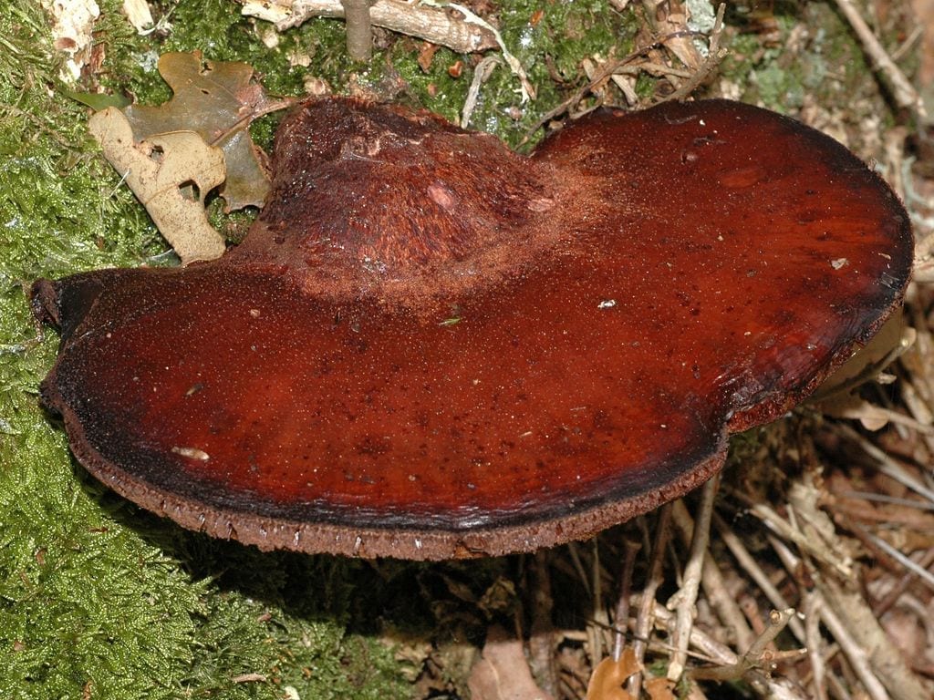8а. Старый не сочный гриб с подсыхающими краями - начало мумифицирования (фото с сайта stridvall.se)