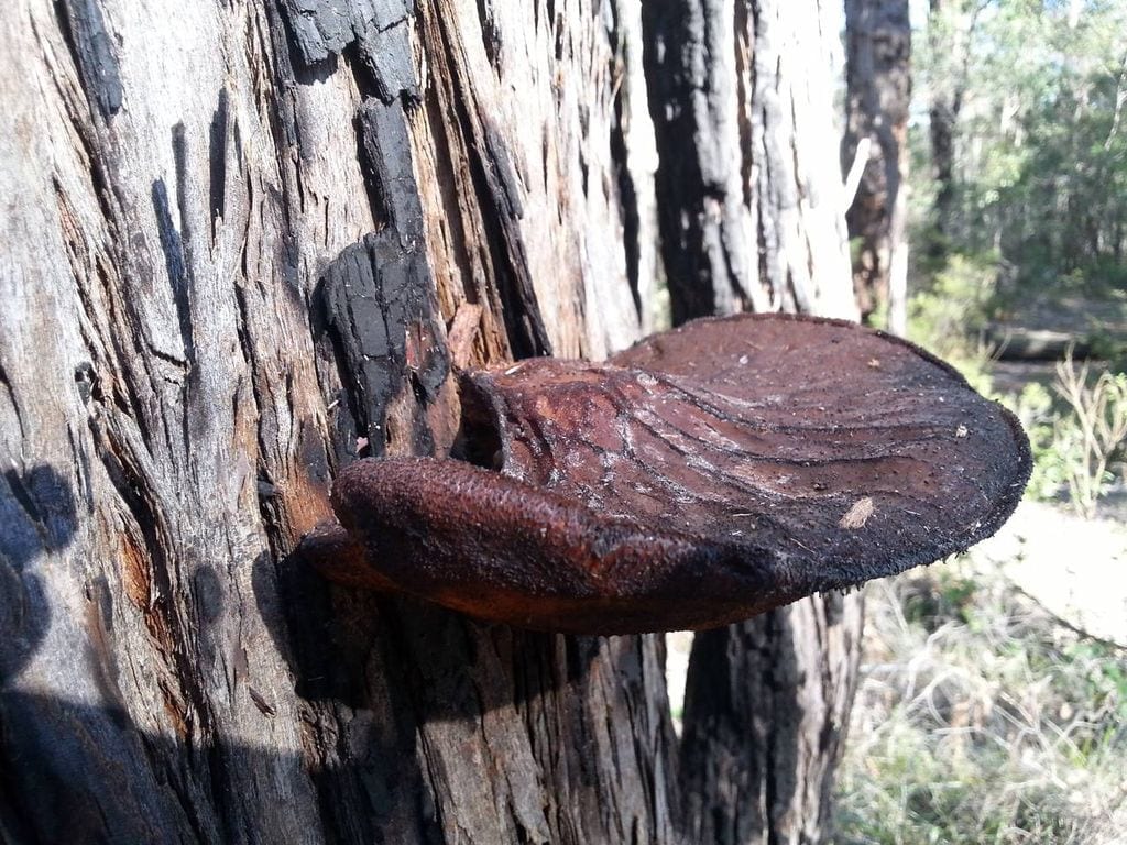 8б. Засыхающий гриб, растущий на стволе на высоте 6 футов. Австралия (фото Mark Price на сайте mushroomobserver.org)