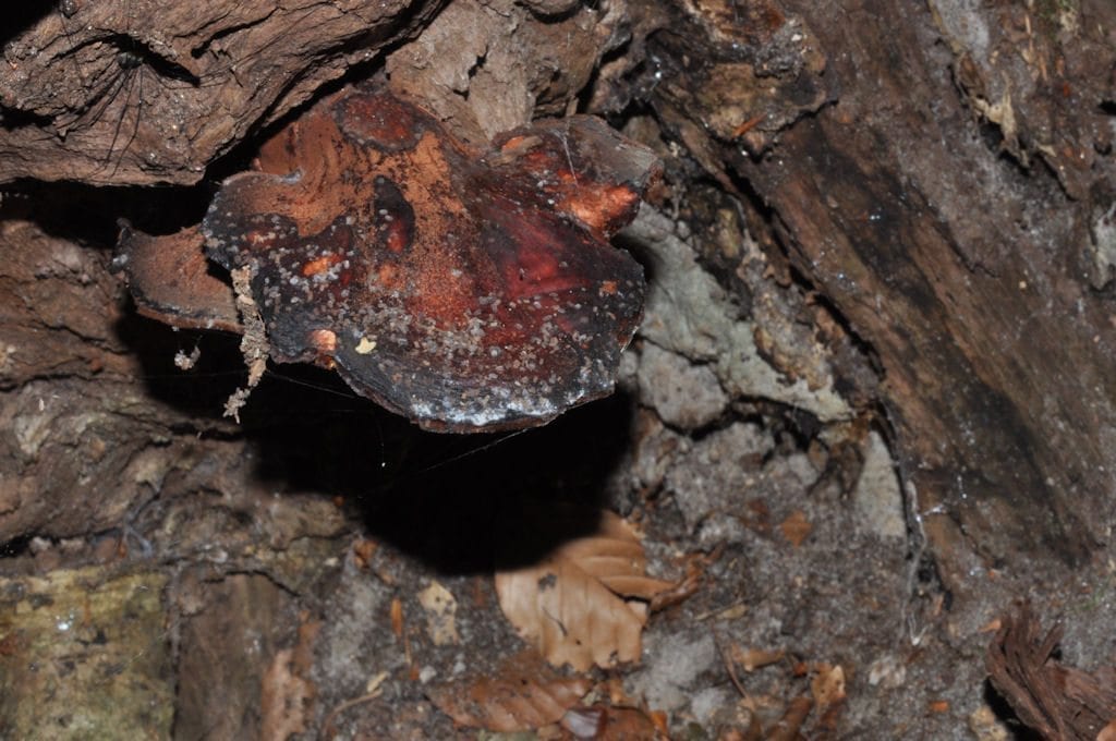 8е. Трухлявый засохший и почти мумифицировавшийся гриб. В пищу вряд ли сгодится. Дания (фото Jens Schou на сайте svampe.dk)