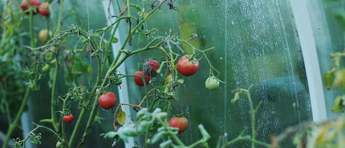 Полив растений и контроль влажности в теплице