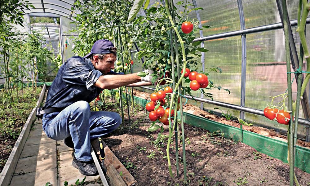 Как обрезать помидоры в теплице чтобы был хороший урожай фото