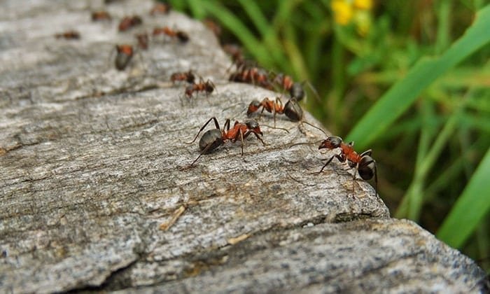 Муравьи - Съедобные насекомые, которые помогут выжить при ЧС