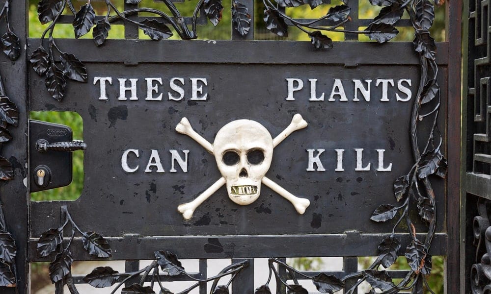 10 ядовитых растений, от которых стоит держаться подальше