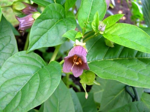 Беладонна (Atropa Belladonna) - Ядовитые растения, от которых стоит держаться подальше