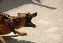 Нападение собаки - как выжить - Практическая самооборона
