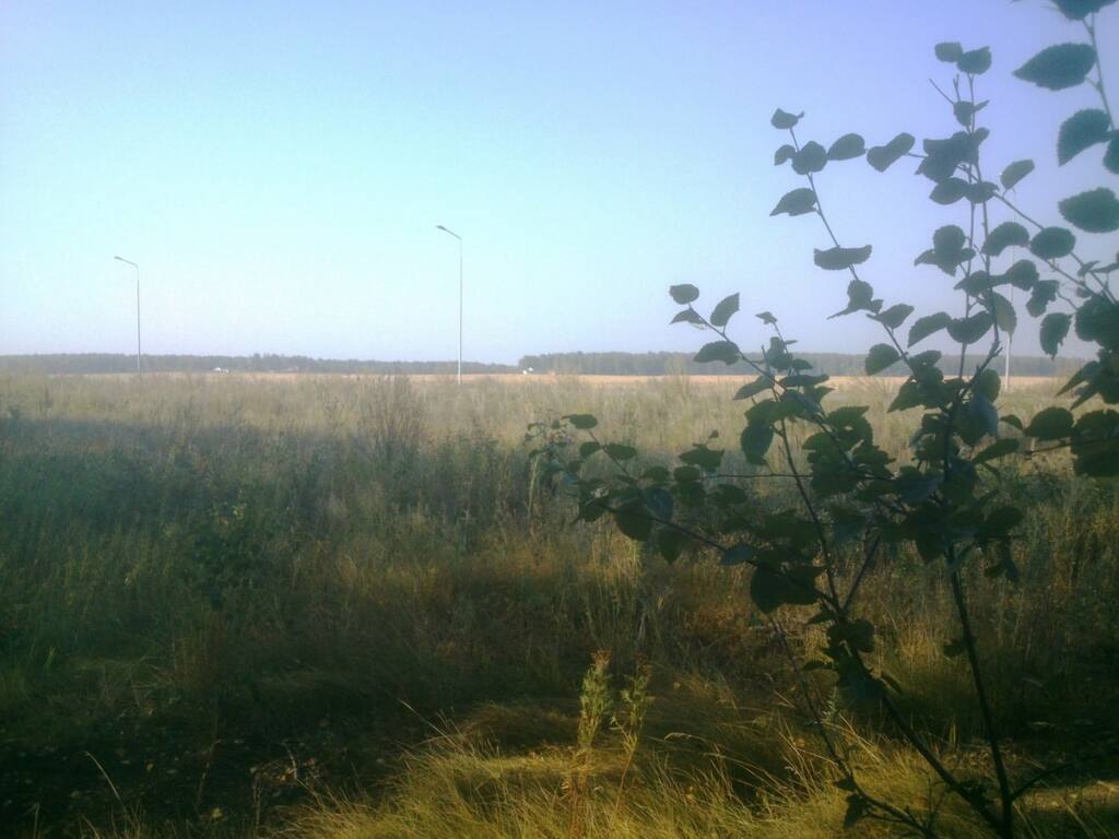 вид с опушки леса через дорогу и поле зерновых