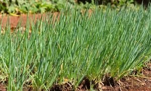 Зеленый лук - Неприхотливые многолетние растения - Огород выживальщика