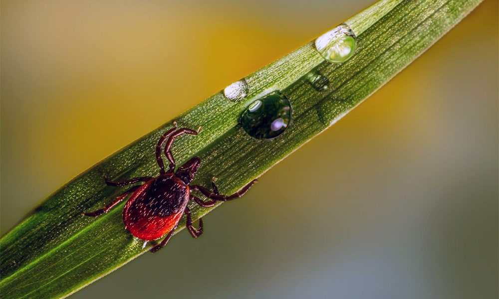 Походы на природу и клещи - Как защититься от опасных насекомых